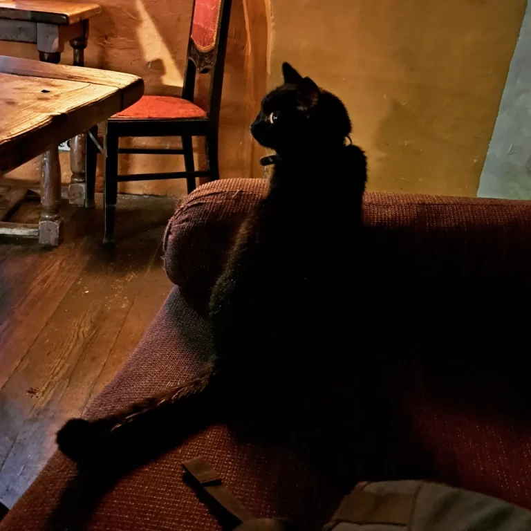 Schwarze Katze sitzt auf einem Sofa in einem gemütlichen Raum mit Holzmöbeln.